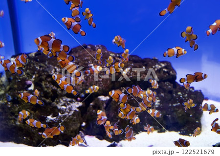 須磨シーワールドの水槽の魚 須磨シーワールドの水槽の魚 122521679