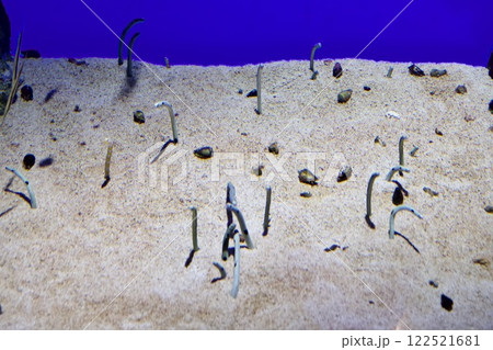 須磨シーワールドの水槽の魚 122521681