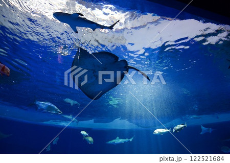 須磨シーワールドの水槽の魚 須磨シーワールドの水槽の魚 122521684