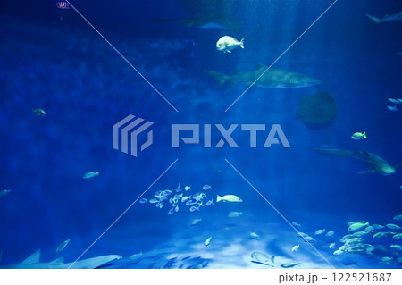 須磨シーワールドの水槽の魚 須磨シーワールドの水槽の魚 122521687