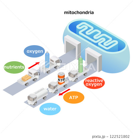 Mitochondrial Function 122521802