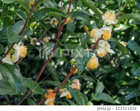 冬に咲く茶の木の花 122521810