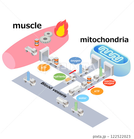 Mitochondria and muscles 122522023