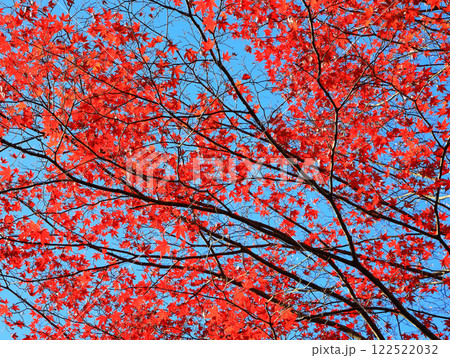 深紅に紅葉したモミジ 深紅に紅葉したモミジ 122522032