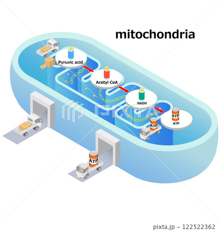 The inside of a mitochondrion The inside of a mitochondrion 122522362