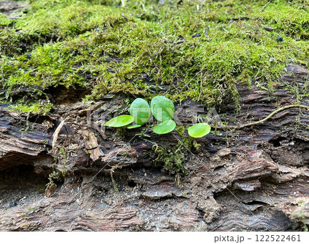 切り株に生えた苔と新芽 122522461