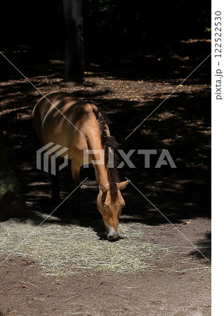 日陰で干し草を食べるモウコノウマ 日陰で干し草を食べるモウコノウマ 122522530