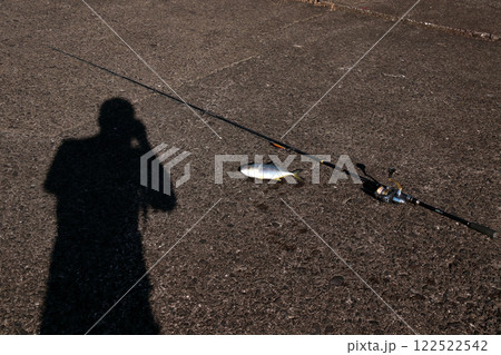 堤防から釣れたカンパチ 堤防から釣れたカンパチ 122522542