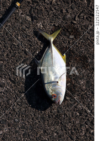 堤防から釣れたカンパチ 122522547