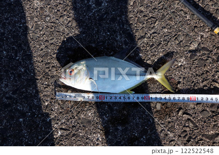 堤防から釣れたカンパチ 122522548