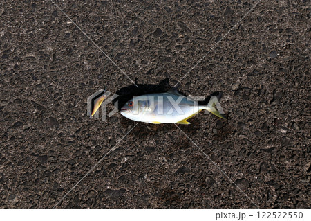 堤防から釣れたカンパチ 堤防から釣れたカンパチ 122522550