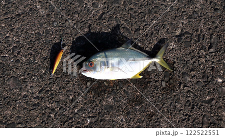 堤防から釣れたカンパチ 堤防から釣れたカンパチ 122522551