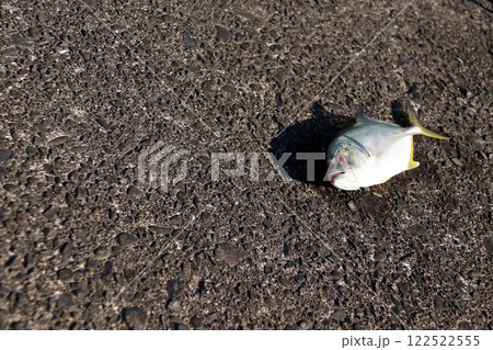 堤防から釣れたカンパチ 122522555