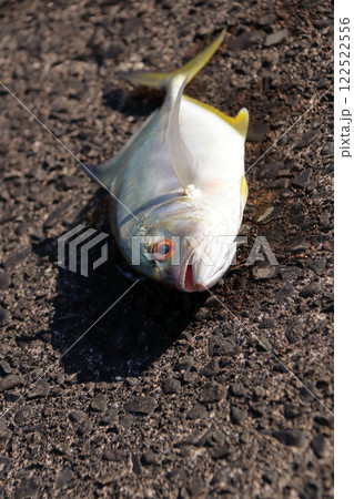 堤防から釣れたカンパチ 122522556
