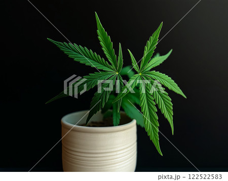 Cannabis plant in a ceramic 122522583