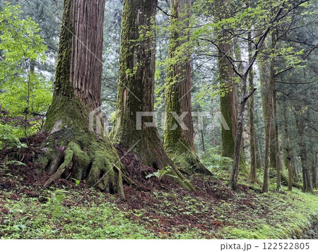 苔の付いた大きな杉の木 122522805