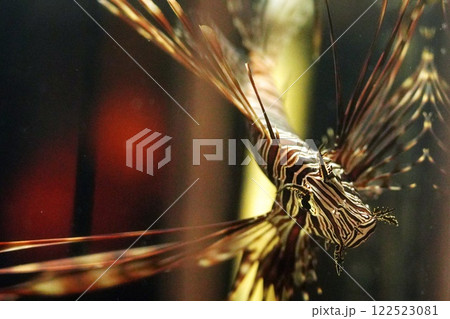 優雅に泳ぐハナミノカサゴ 122523081