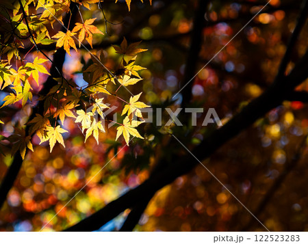 秋晴れに映える鮮やかに色づいた紅葉 秋晴れに映える鮮やかに色づいた紅葉 122523283
