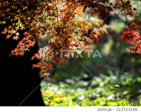 秋晴れに映える鮮やかに色づいた紅葉 122523286