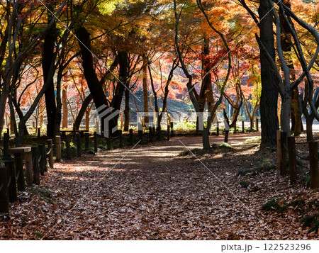 秋晴れに映える鮮やかに色づいた紅葉の散策路 秋晴れに映える鮮やかに色づいた紅葉の散策路 122523296