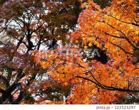 秋晴れに映える鮮やかに色づいた紅葉 122523297