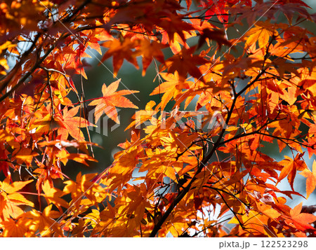秋晴れに映える鮮やかに色づいた紅葉 122523298