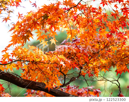 秋晴れに映える鮮やかに色づいた紅葉 122523300