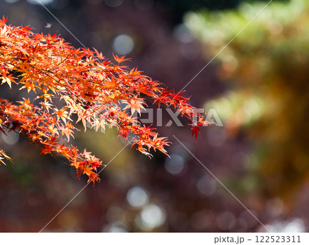 秋晴れに映える鮮やかに色づいた紅葉 122523311