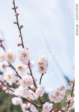 白い梅の花 122523548