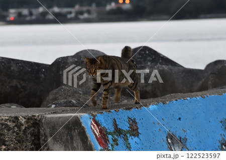 堤防でくつろぐ猫 堤防でくつろぐ猫 122523597
