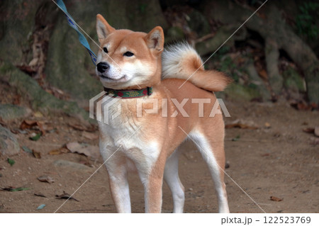 柴犬　犬の表情 122523769