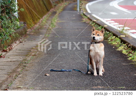 柴犬 犬の表情 柴犬 犬の表情 122523780