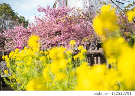 菜の花と河津桜 菜の花と河津桜 122523791