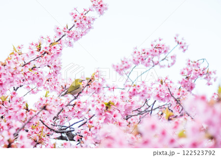 メジロと河津桜 メジロと河津桜 122523792