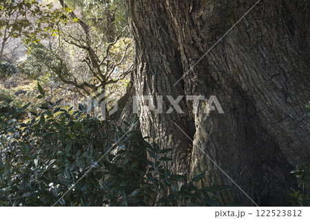古木の木肌 122523812