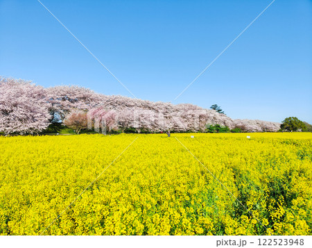 権現堂桜堤 権現堂桜堤 122523948