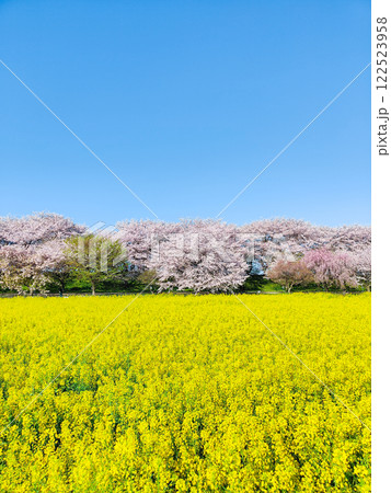 権現堂桜堤 権現堂桜堤 122523958