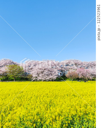 権現堂桜堤 権現堂桜堤 122523961