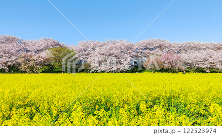 権現堂桜堤 権現堂桜堤 122523974