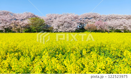 権現堂桜堤 権現堂桜堤 122523975