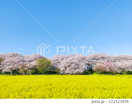 権現堂桜堤 権現堂桜堤 122523976