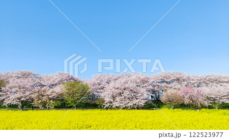 権現堂桜堤 権現堂桜堤 122523977