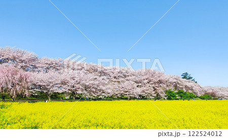 権現堂桜堤 権現堂桜堤 122524012