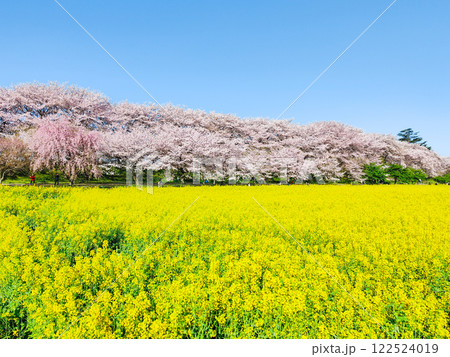 権現堂桜堤 122524019