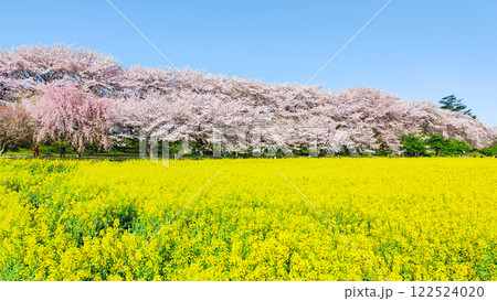 権現堂桜堤 権現堂桜堤 122524020