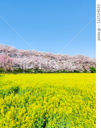 権現堂桜堤 権現堂桜堤 122524033