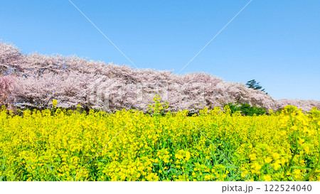 権現堂桜堤 権現堂桜堤 122524040