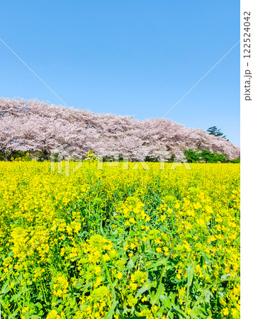 権現堂桜堤 122524042