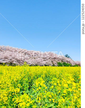 権現堂桜堤 122524050