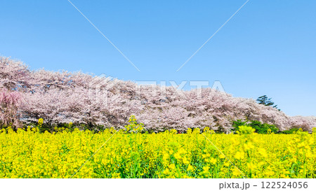 権現堂桜堤 権現堂桜堤 122524056